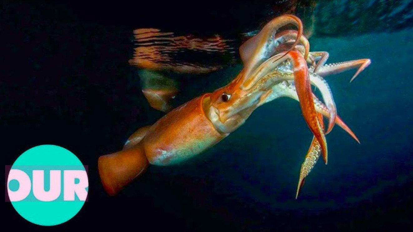 The Truth About Killer Squid